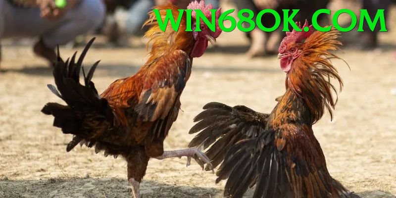Đá Gà Trực Tiếp - win68 - Game mới